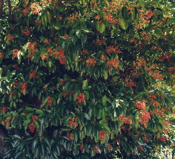 Liście i młode Owoce drzewa Ilex Rotunda — Zdjęcie stockowe