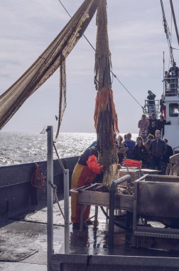 balıkçı yakalandı karidesleri yönetiyor