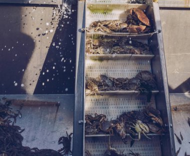 kaldırma deniz ürünleri işlemek için yakaladı