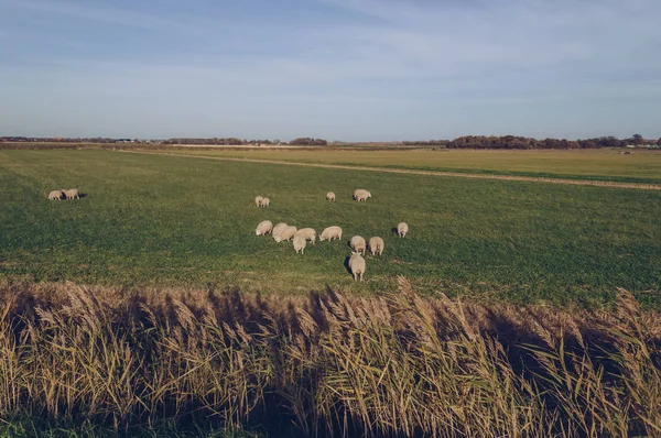 Schafe auf Texel Grasland — Stockfoto