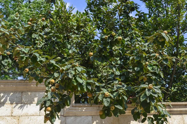 Quince strom s ovocem — Stock fotografie