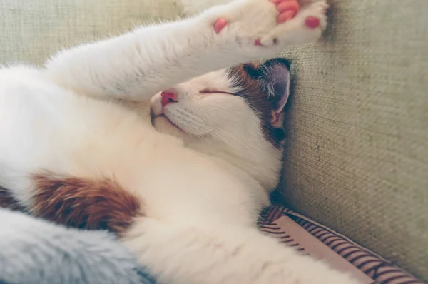 Спляча поза домашньої кішки — стокове фото