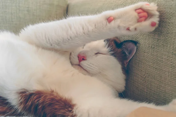 Close up of sleeping cat with his paws up — Stock Photo, Image