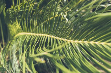 Güzel yeşil palmiye yaprağının yakın görüntüsü
