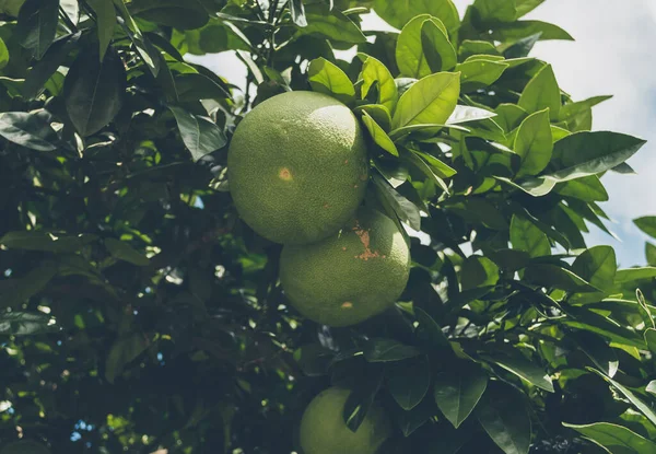 Jeju adasında olgunlaşmamış meyveli narenciye ağacı.