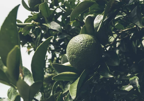 Olgunlaşmamış yeşil narenciye