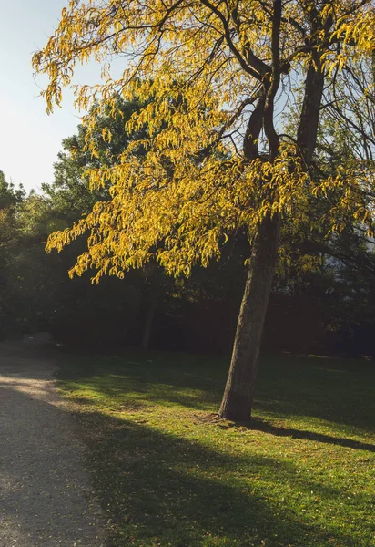 Luz del sol en hermosas hojas amarillas del árbol de otoño — Foto de Stock