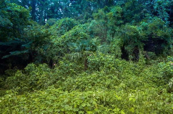 Mystical forest — Stock Photo, Image