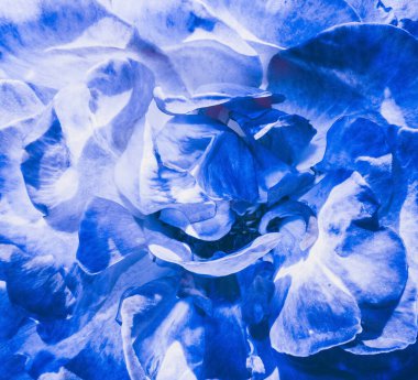 Soyut tek mavi gülün açılışını yakın plan çek