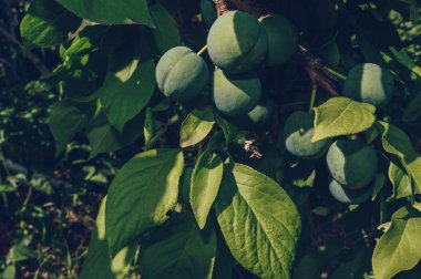 Yeşil kayısı meyvesi yetiştiren dalın yakın görüntüsü
