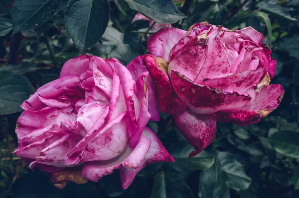 Piękna Para Żywych Różowych Róż Wadami Uschniętymi Częściami Ciemnoniebieskimi Liśćmi — Zdjęcie stockowe