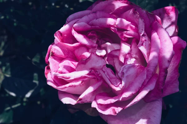 Zbliżenie Widok Gorący Różowy Róża Głowa Kwiat Ciemny Niebieski Zielony — Zdjęcie stockowe