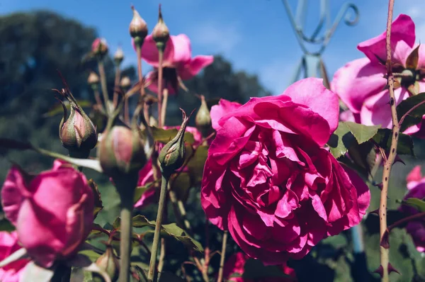 Kwitnące Różowe Róże Ogrodzie Niebieskim Niebem Tle — Zdjęcie stockowe