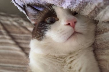 Garip bir şekilde sevimli bir kedi bir gözünü terry battaniyesinin arkasında saklıyor.