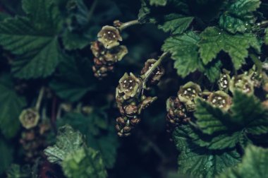 Bahar yağmurundan sonra çiçek açan kuşüzümü manzarasını kapat