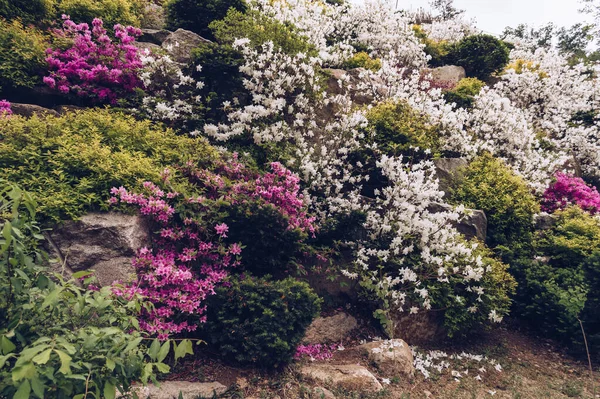 Krajobraz Kwitnących Krzewów Rododendronu Wiosną Ponury Dzień — Zdjęcie stockowe