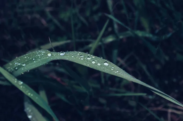 Крупним Планом Вид Зелений Звичайний Трав Яний Лист Краплями Дощу — стокове фото