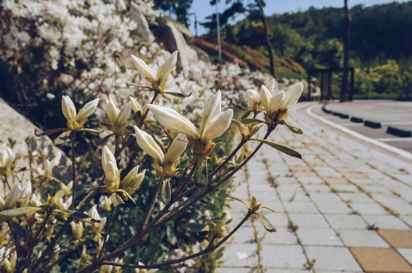 rhododendron buds with parking lot on background on sunny day in South Korea