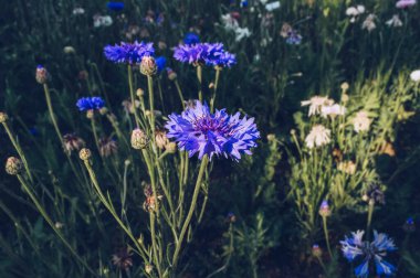 Batan güneş ışınları ultra deniz ve beyaz Cornflower