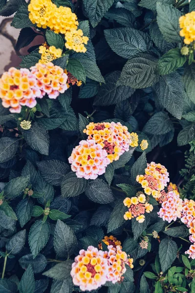 Lantana Roślin Kwitnącymi Kolorowymi Kwiatami Skupić Się Ciemnozielone Liście — Zdjęcie stockowe