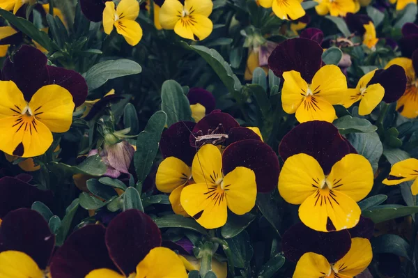 Fioletowy Żółty Viola Tricolor Lub Bratki Rozkwicie Świerszczy — Zdjęcie stockowe