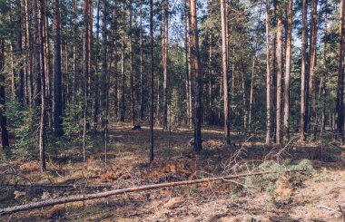 Sibirya 'da sabahın erken saatlerinde kozalaklı ağaçlar ormanı
