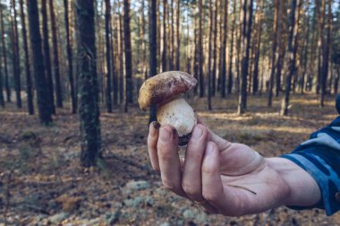 Elinde taze kesilmiş bir adam ve arka planında kozalaklı bir orman olan küçük şirin bir boletus.