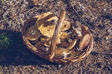 Sabahın erken saatlerinde yukarıdan sarı Boletuslarla dolu sepetin üzerine bak.