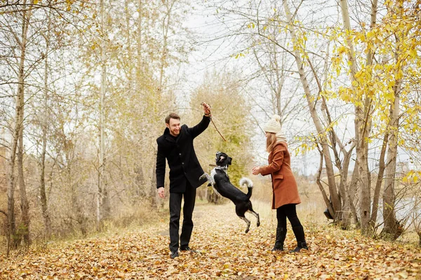 Verliebte Paare Gehen Einem Warmen Herbsttag Mit Einem Fröhlichen Hundespaniel — Stockfoto