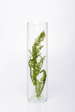 Bitki ve çiçeklerden doğal kozmetik ürünleri, cilt bakımı için bitkisel kozmetik ürünleri. Doğa güzelliği bilim tıp laboratuarı testi