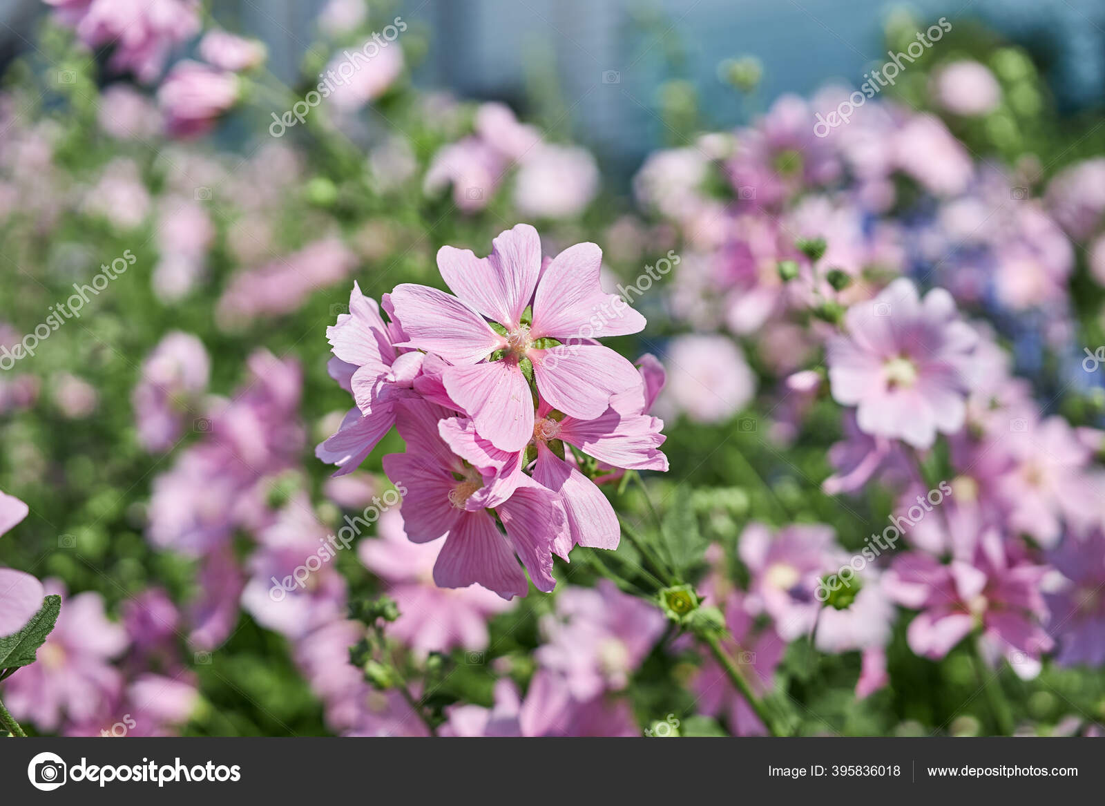 家の近くに美しいピンクの花で茂み 園芸と花栽培 ストック写真 C Angel Nt