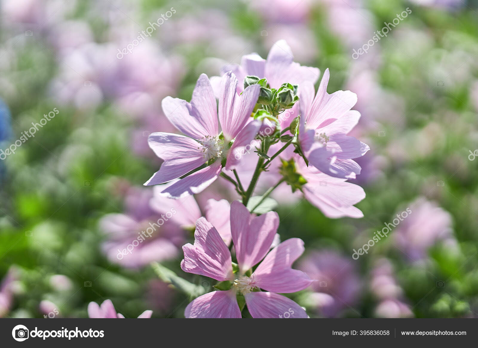 家の近くに美しいピンクの花で茂み 園芸と花栽培 ストック写真 C Angel Nt