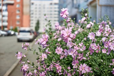 Evin yakınında güzel pembe çiçekleri olan çalılar. Bahçecilik ve çiçekçilik.