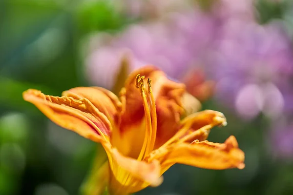 太陽の下で美しい野生の花や植物が育つ — ストック写真