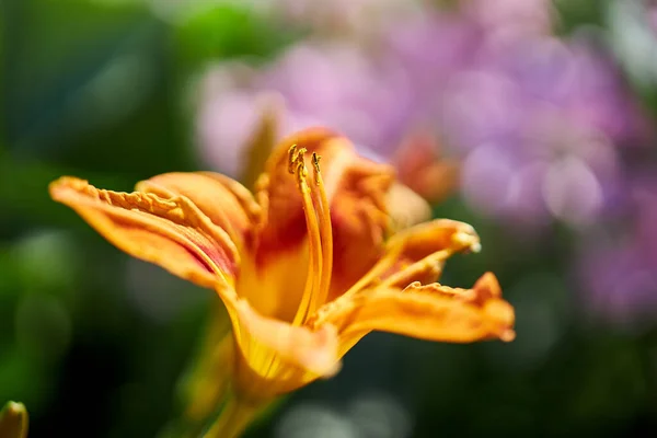 太陽の下で美しい野生の花や植物が育つ — ストック写真