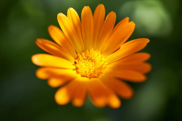 太陽の下で美しい野生の花や植物が育つ — ストック写真