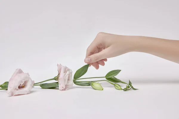 Mujer Belleza Con Flores Rosas Mano Cosmética Natural Para Cuidado —  Fotos de Stock