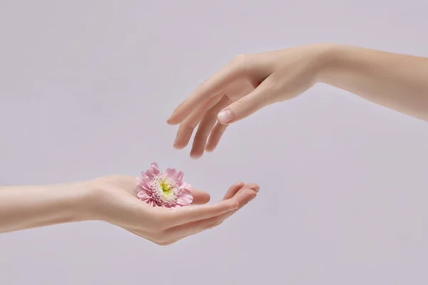 Elinde Pembe Çiçekler Olan Güzel Bir Kadın Derisi Bakımı Için — Stok fotoğraf