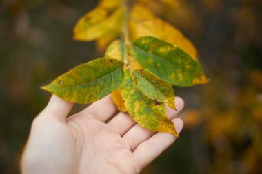 Rengarenk yeşillik ve doğa ile dolu sakin bir ormanda sonbaharın güzelliğini gösteren canlı yeşil ve sarı yapraklara nazikçe dokunan el..