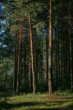 Güneş ışığı, canlı bir ormandaki uzun ağaçların arasından süzülür. Çalılar ve yumuşak gölgelerin yemyeşil olması barışçıl bir atmosfer yaratır, doğa aşıklarını keşfetmeye davet eder..