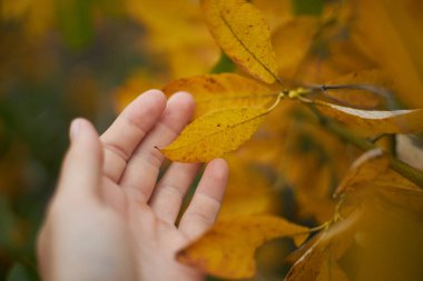 Bir ağaçtaki parlak sarı yapraklara doğru uzanan el, sakin bir orman ortamında sonbaharın özünü yakalıyor. Güneş ışığı yaprakların arasından süzülür, renkleri yükseltir.