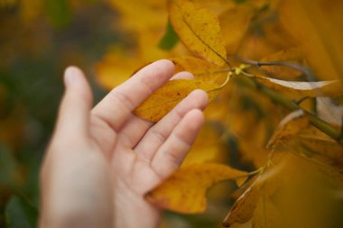 hand delicately touches vibrant yellow leaves in a tranquil forest. warm hues of autumn create a peaceful atmosphere, celebrating natures beauty.