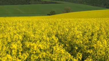 Güzel manzara ile sarı kolza tohumu alanları ve yeşil hills, güneşli bir yaz, yakınındaki Korycany köyde South Moravia, Çek Cumhuriyeti.
