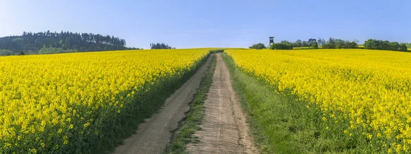Panorama sonsuz sarı çiçek açan kolza tohumu alan ve bir ülkede yol, güneşli bir günde, South Moravian region, Çek Cumhuriyeti.