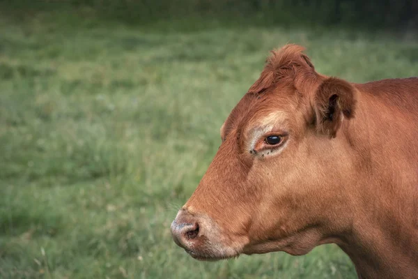 ムルナウの牛の茶色の牛の肖像画を飼育 牛乳や肉品種 上部のババリアから緑の草の背景に — ストック写真