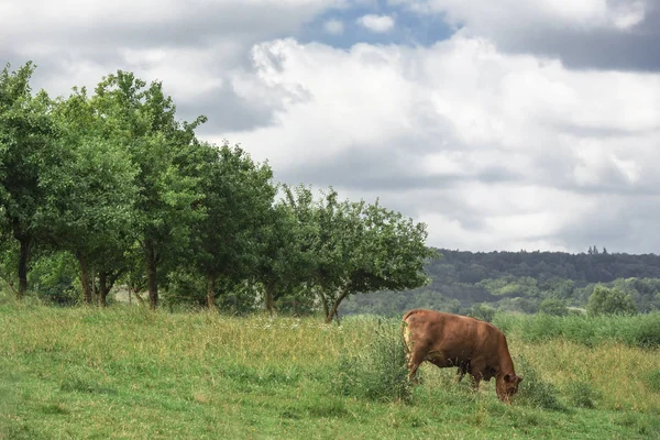 Kahverengi Inek Murnau Werdenfels Sığır Irkı Süt Irkı Bir Orchard — Stok fotoğraf