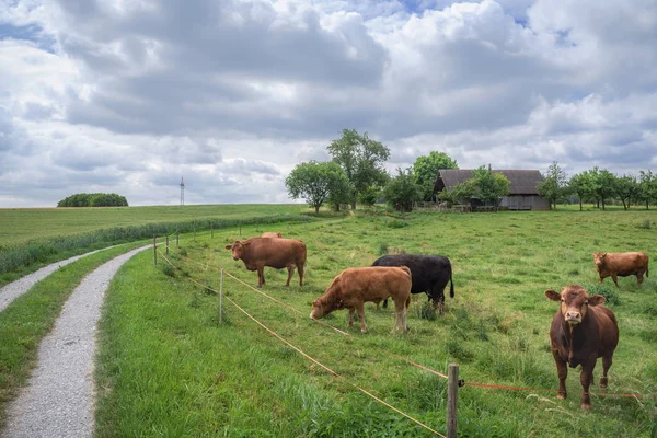 緑の牧草地 田舎道とドイツの夏の晴れた日に 農業の分野で約牛の群れを持つ美しい農村のイメージ — ストック写真