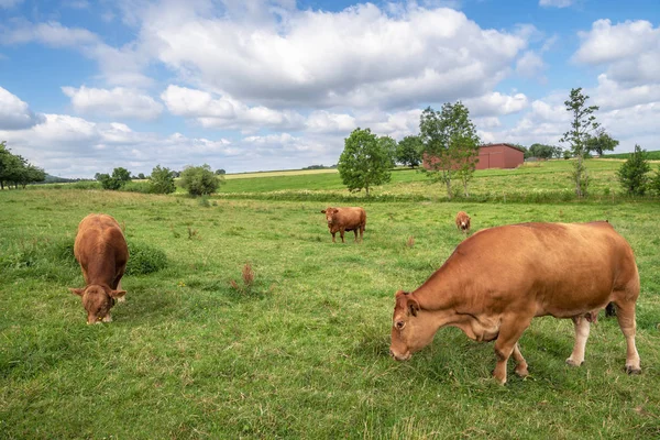 Paisagem Rural Com Rebanho Vacas Marrons Raça Gado Alemão Limpurger — Fotografia de Stock