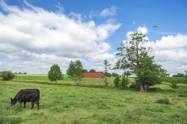 飛行機はドイツ バーデン ヴュルテンベルク地域で 空に飛んでいる間緑の牧草地に黒牛放牧で美しい夏の風景 — ストック写真