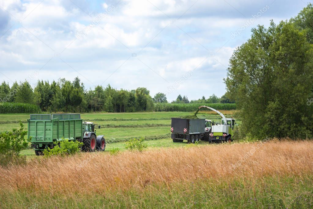 Self-propelled forager collecting and chopping grass and loading it in trailers, to be transported to silos, near Schwabisch Hall town, Germany.